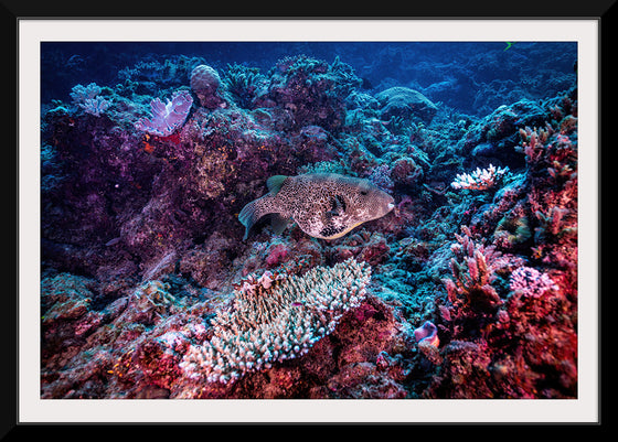 "Underwater Animals – Underwater GBR Corals and Fish 3", Victor Hawk