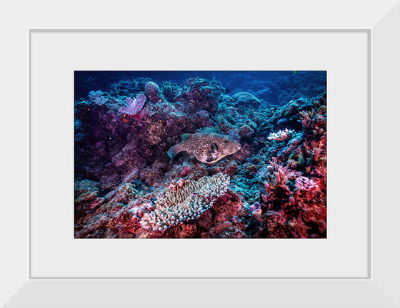 "Underwater Animals – Underwater GBR Corals and Fish 3", Victor Hawk