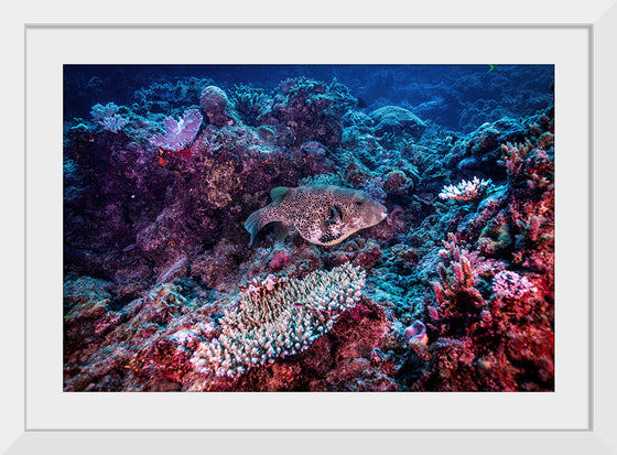 "Underwater Animals – Underwater GBR Corals and Fish 3", Victor Hawk