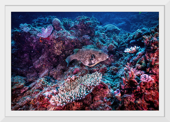 "Underwater Animals – Underwater GBR Corals and Fish 3", Victor Hawk