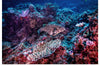 "Underwater Animals – Underwater GBR Corals and Fish 3", Victor Hawk