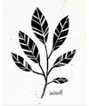 “Botanical Sketches III“, Anne Tavoletti