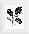 “Botanical Sketches IV“, Anne Tavoletti