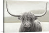 “Highland Cow Neutral“, James Wiens