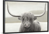 “Highland Cow Neutral“, James Wiens