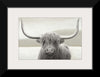 “Highland Cow Neutral“, James Wiens