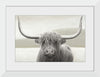 “Highland Cow Neutral“, James Wiens