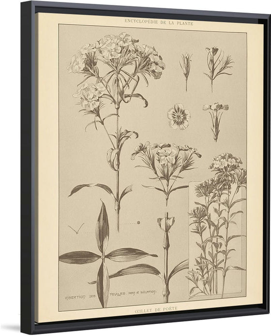 “Lithograph Florals III Crop“, Wild Apple