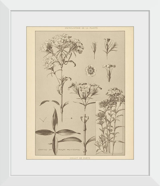 “Lithograph Florals III Crop“, Wild Apple