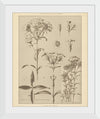 “Lithograph Florals III Crop“, Wild Apple