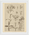 “Lithograph Florals III Crop“, Wild Apple