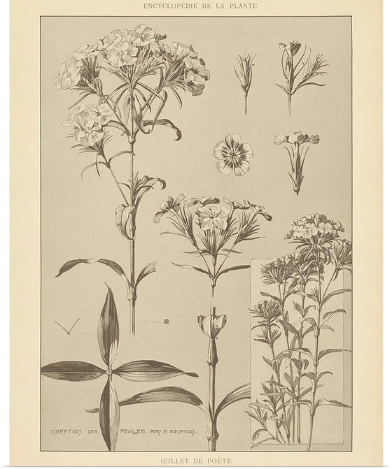 “Lithograph Florals III Crop“, Wild Apple