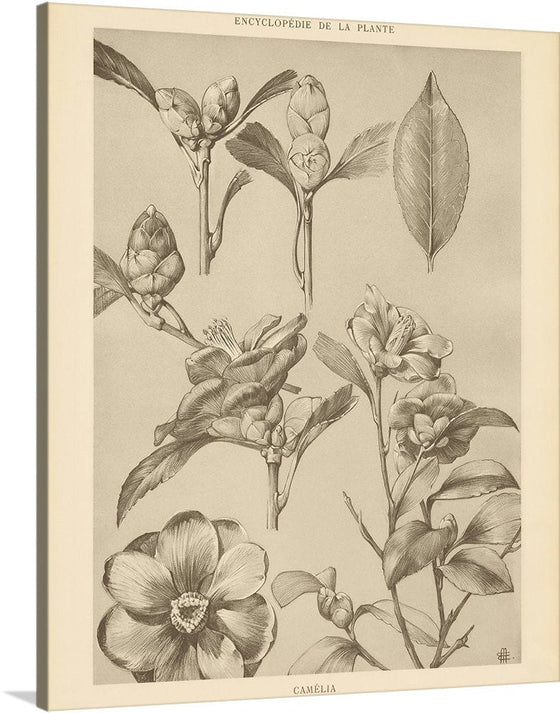 “Lithograph Florals II Crop“, Wild Apple