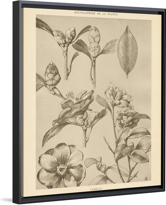 “Lithograph Florals II Crop“, Wild Apple