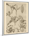 “Lithograph Florals II Crop“, Wild Apple