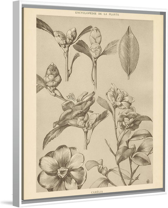 “Lithograph Florals II Crop“, Wild Apple