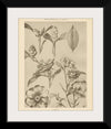 “Lithograph Florals II Crop“, Wild Apple