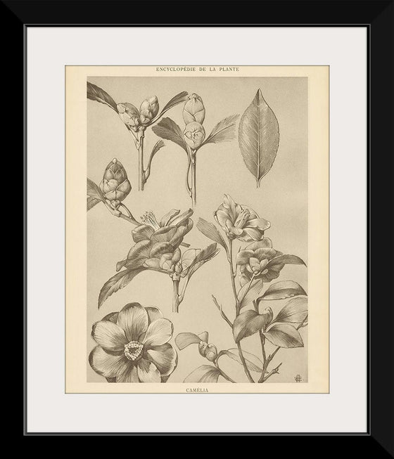 “Lithograph Florals II Crop“, Wild Apple