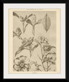 “Lithograph Florals II Crop“, Wild Apple