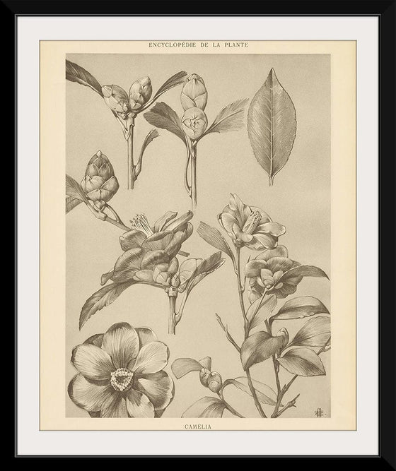 “Lithograph Florals II Crop“, Wild Apple