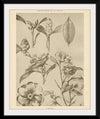 “Lithograph Florals II Crop“, Wild Apple