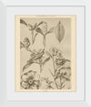 “Lithograph Florals II Crop“, Wild Apple