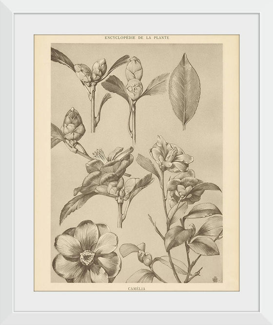 “Lithograph Florals II Crop“, Wild Apple