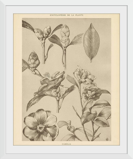 “Lithograph Florals II Crop“, Wild Apple