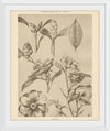 “Lithograph Florals II Crop“, Wild Apple