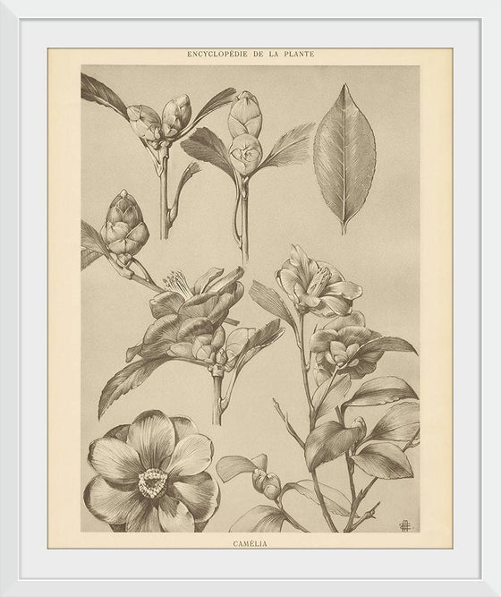 “Lithograph Florals II Crop“, Wild Apple