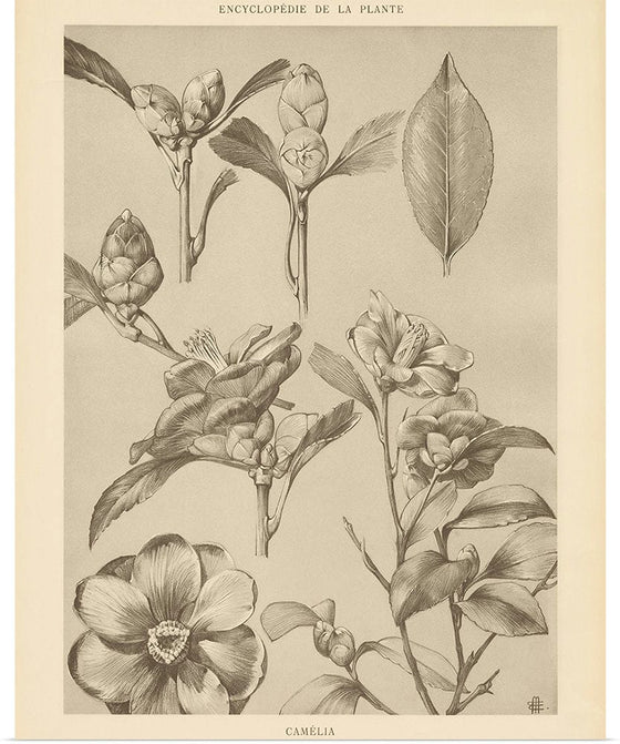 “Lithograph Florals II Crop“, Wild Apple