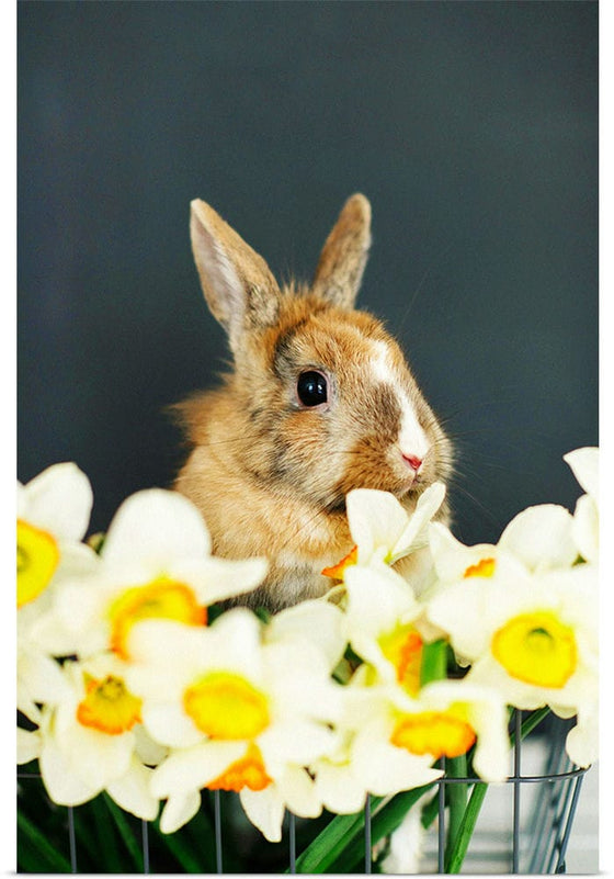 “Rabbit With A Beautiful View”, Ivan Samkov