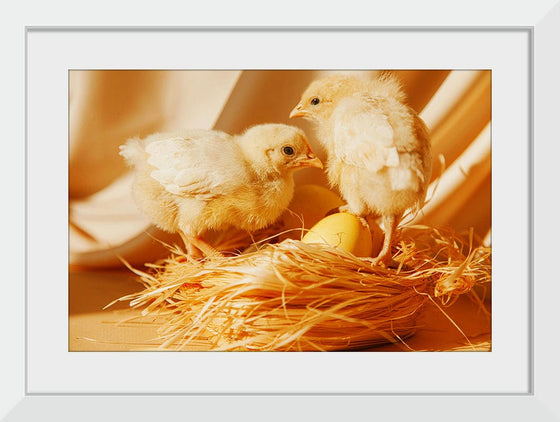 “Chicks In A Nest ”, Roman Odintsov