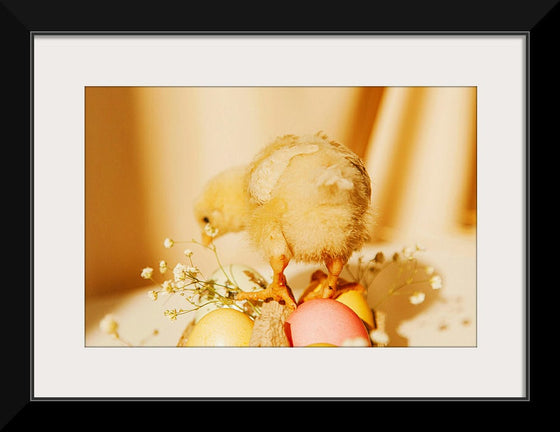 “Baby Chick ”, Roman Odintsov