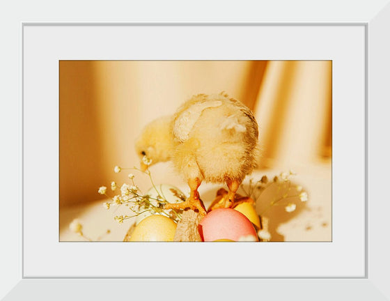 “Baby Chick ”, Roman Odintsov