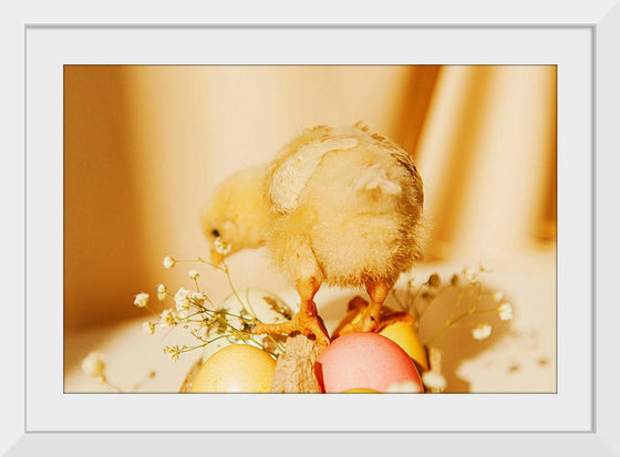 “Baby Chick ”, Roman Odintsov