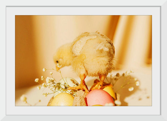 “Baby Chick ”, Roman Odintsov