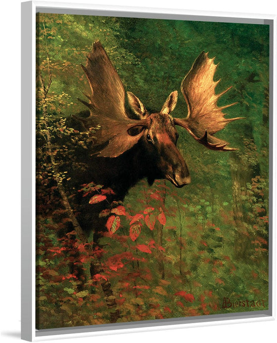 "Study of a moose(1830-1902)", Albert Bierstadt