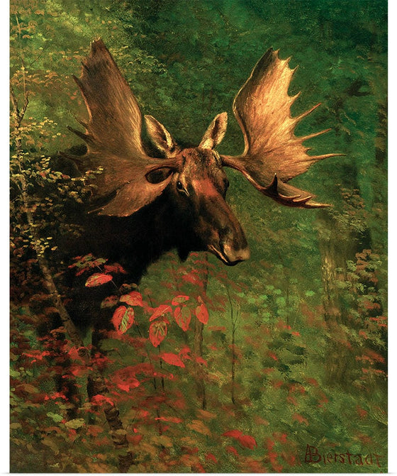 "Study of a moose(1830-1902)", Albert Bierstadt