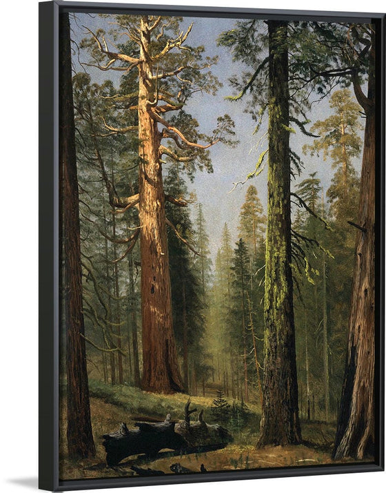 "The Grizzly Giant Sequoia, Mariposa Grove, California(c.1872-1873)", Albert Bierstadt