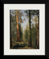 "The Grizzly Giant Sequoia, Mariposa Grove, California(c.1872-1873)", Albert Bierstadt