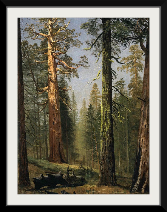 "The Grizzly Giant Sequoia, Mariposa Grove, California(c.1872-1873)", Albert Bierstadt