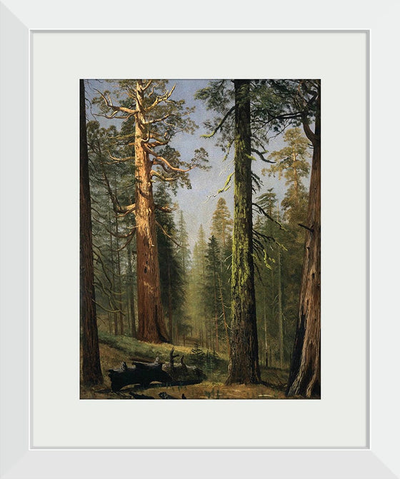 "The Grizzly Giant Sequoia, Mariposa Grove, California(c.1872-1873)", Albert Bierstadt