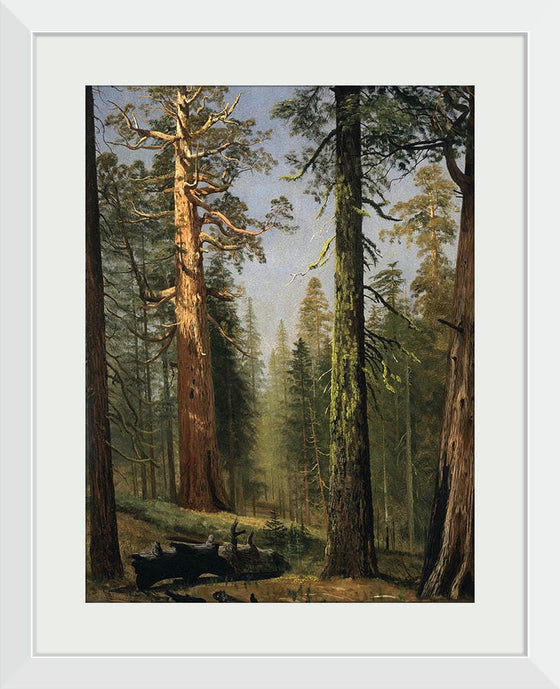 "The Grizzly Giant Sequoia, Mariposa Grove, California(c.1872-1873)", Albert Bierstadt