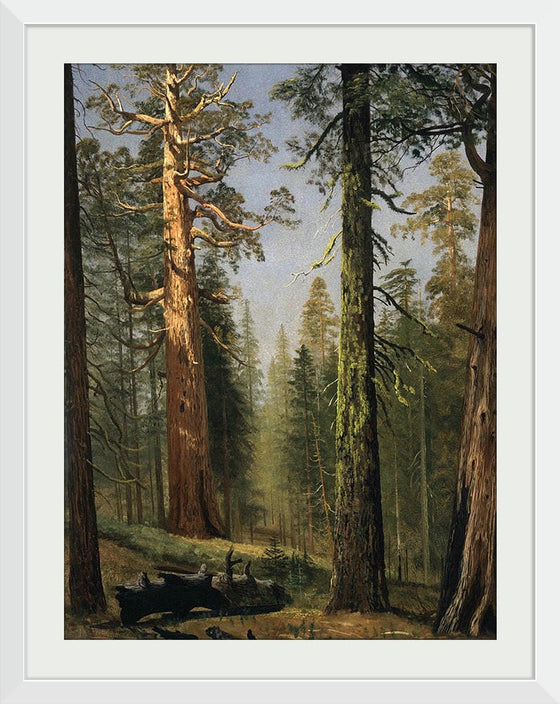 "The Grizzly Giant Sequoia, Mariposa Grove, California(c.1872-1873)", Albert Bierstadt