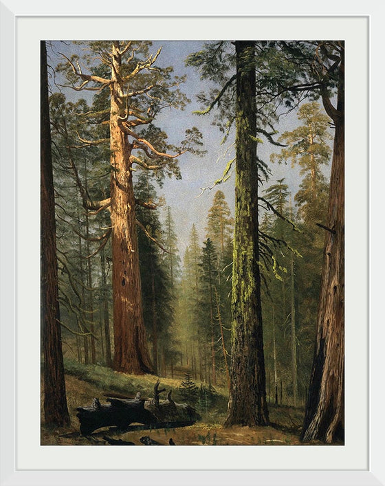 "The Grizzly Giant Sequoia, Mariposa Grove, California(c.1872-1873)", Albert Bierstadt