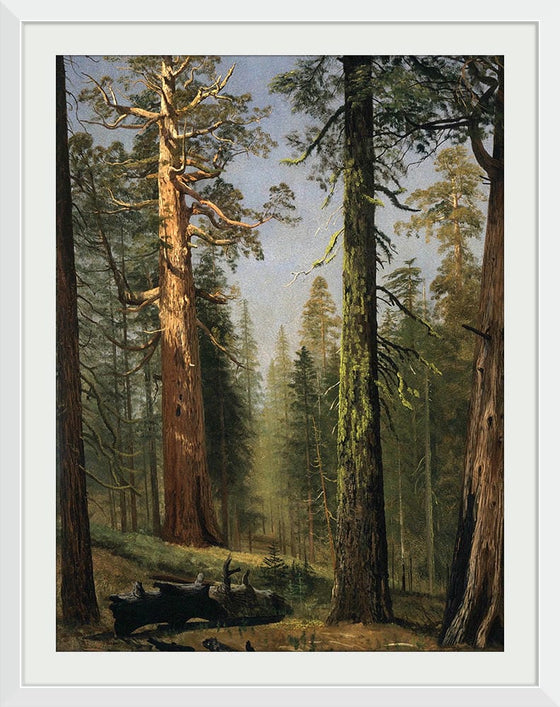 "The Grizzly Giant Sequoia, Mariposa Grove, California(c.1872-1873)", Albert Bierstadt