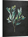 “Gentle Olive Branch on Black“, Mercedes Lopez Charro