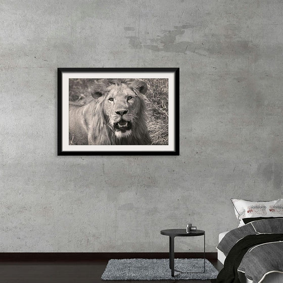 "Lion BW", Max Blakesberg Studios
