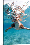 "Hello Sea Turtle", Max Blakesberg Studios